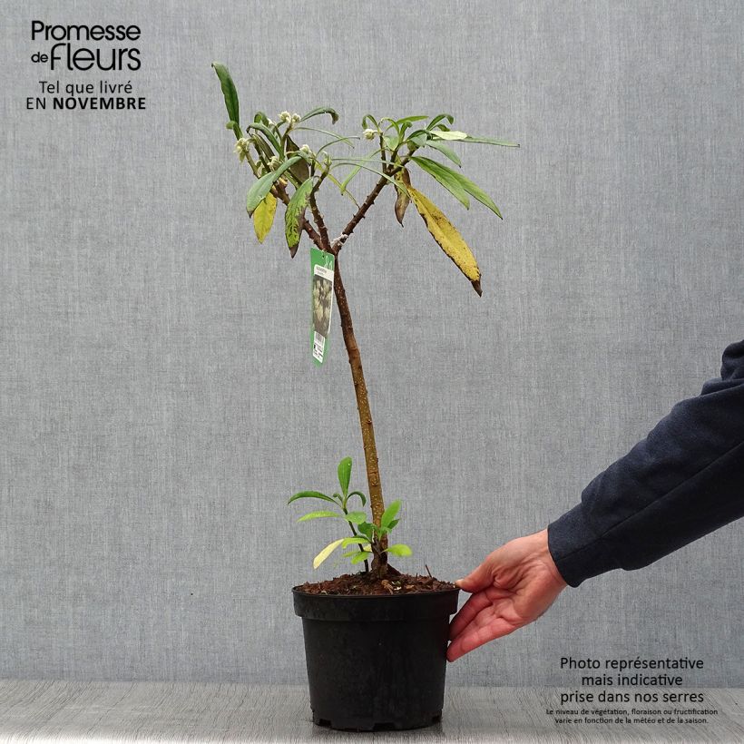 Ejemplar de Edgeworthia chrysantha - Arbusto del papel Maceta 3L/4L entregado en otoño
