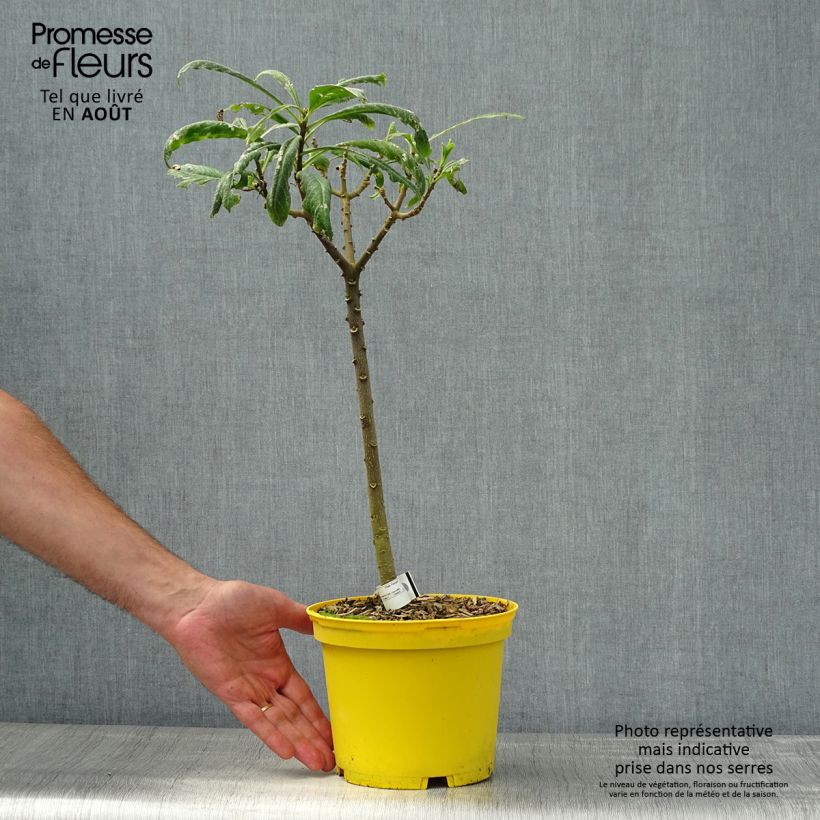 Ejemplar de Edgeworthia chrysantha Nanjing Gold - Arbusto del papel Maceta 2L/3LAltura de entrega aprox. 60+cm entregado en verano
