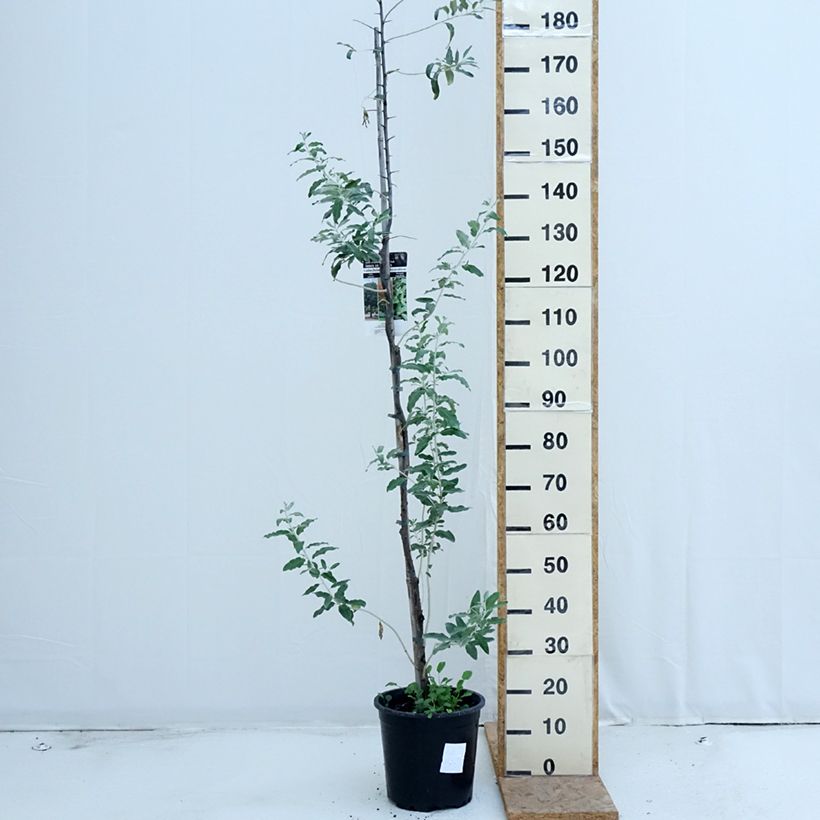 Ejemplar de Elaeagnus angustifolia - Árbol del paraíso Maceta 7,5L/10L entregado en verano
