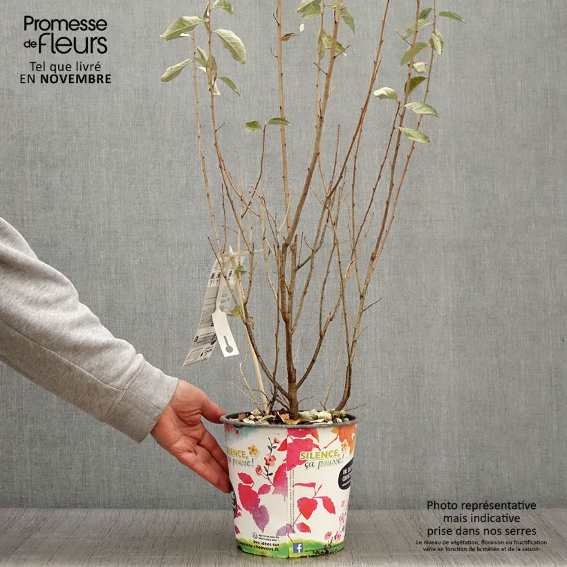 Ejemplar de Elaeagnus commutata Zempin Maceta 4L/5L entregado en otoño