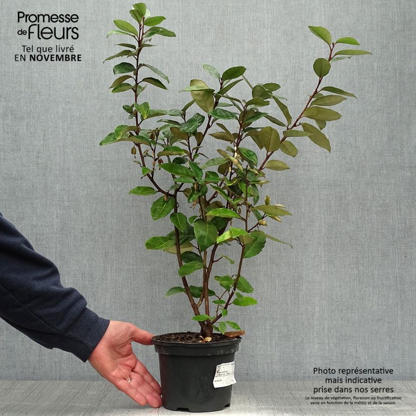 Ejemplar de Elaeagnus ebbingei Maceta 2L/3L entregado en otoño