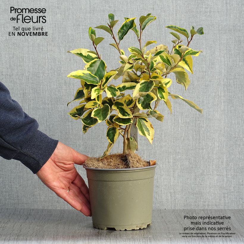 Ejemplar de Elaeagnus ebbingei Gilt Edge Maceta 2L/3L entregado en otoño