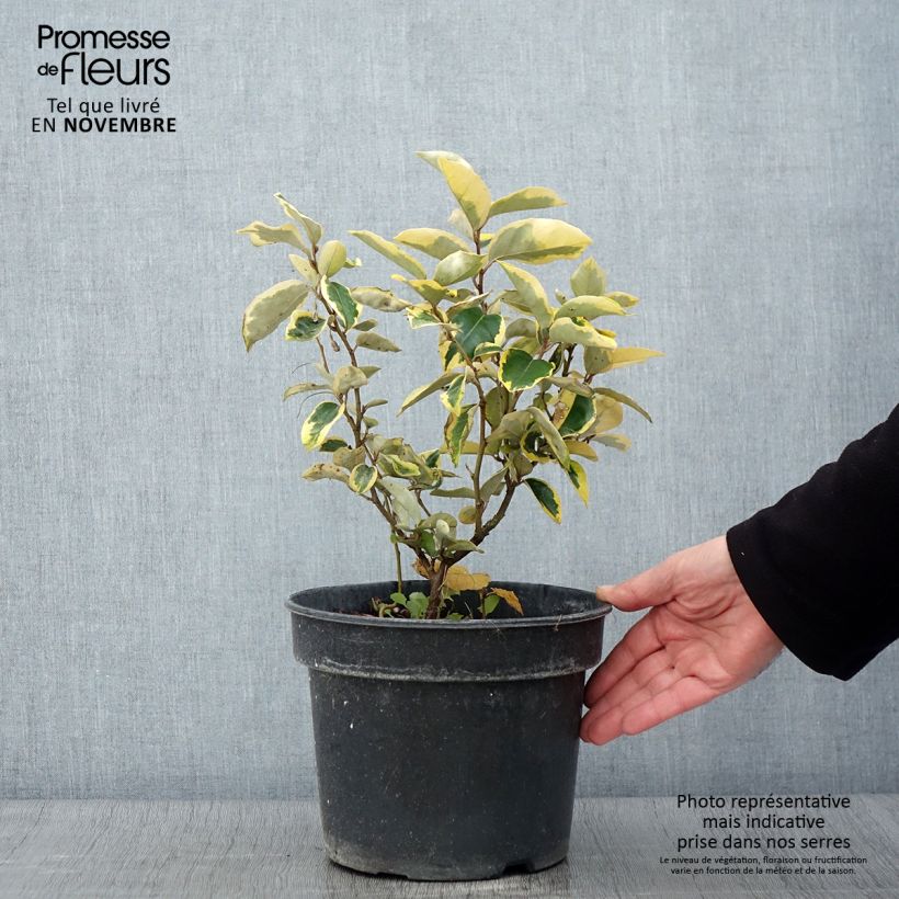 Ejemplar de Elaeagnus ebbingei Gilt Edge Maceta 3L/4L entregado en otoño