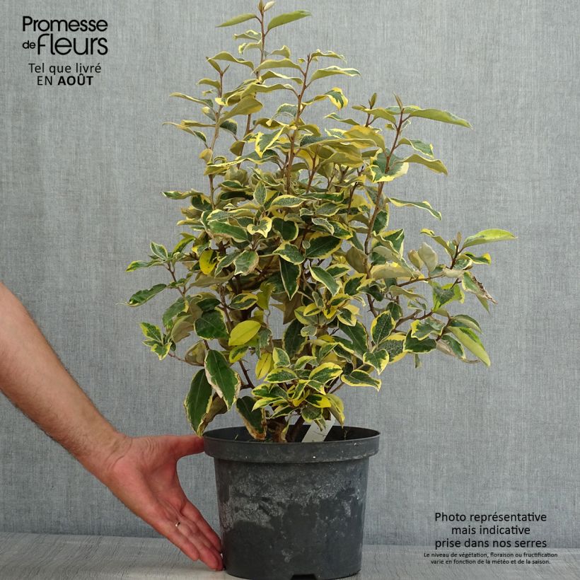 Ejemplar de Elaeagnus ebbingei Gilt Edge - Chalef en pot de 3L/4L entregado en verano