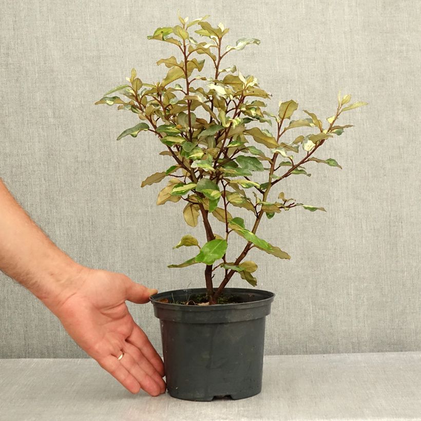 Ejemplar de Elaeagnus ebbingei Limelight Maceta 2L/3L entregado en verano