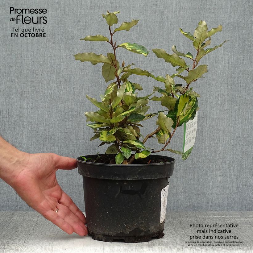 Ejemplar de Elaeagnus ebbingei Maryline Maceta 2L/3L entregado en otoño