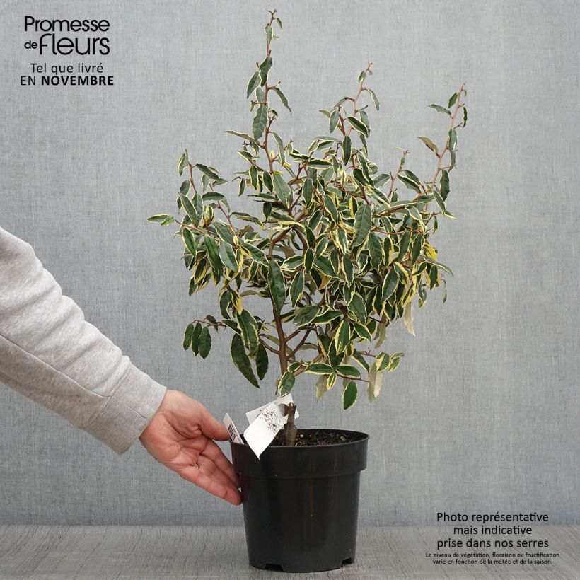 Ejemplar de Elaeagnus pungens Hosuba Fukurin Maceta 3L/4L entregado en otoño