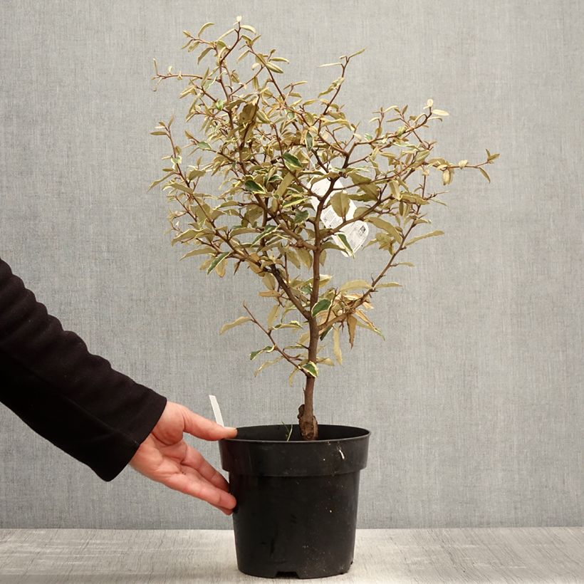 Elaeagnus pungens Hosuba Fukurin - Chalef panaché Pot de 3L/4L Ejemplar entregado en la primavera