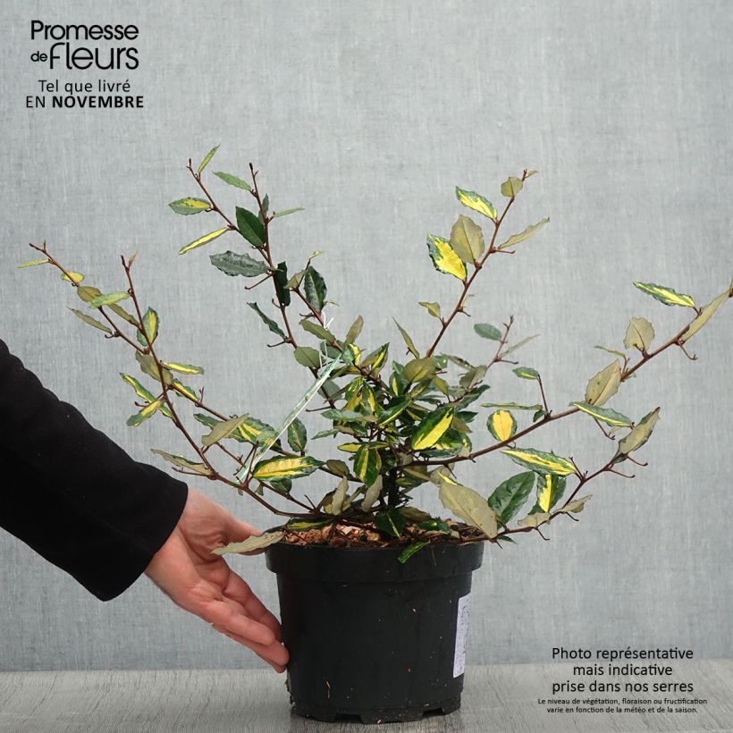 Ejemplar de Elaeagnus pungens Maculata Maceta 2L/3L entregado en otoño