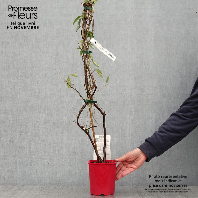 Ejemplar de Arándano japonés Pointilla Amoroso - Elaeagnus umbellata Maceta 2L/3L entregado en otoño