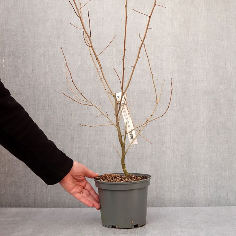 Arándano japonés - Elaeagnus umbellata Maceta 3L/4L Ejemplar entregado en invierno