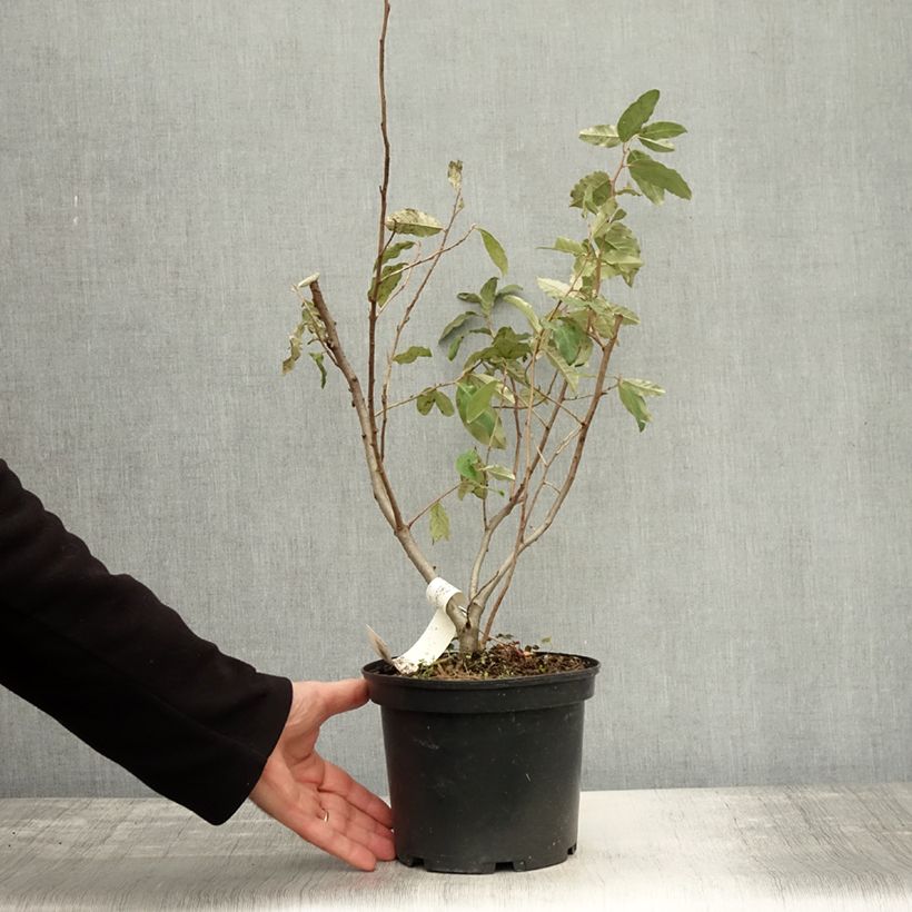Ejemplar de Arándano japonés Pointilla Sweet'N'Sour - Elaeagnus umbellata Maceta 2L/3L entregado en otoño