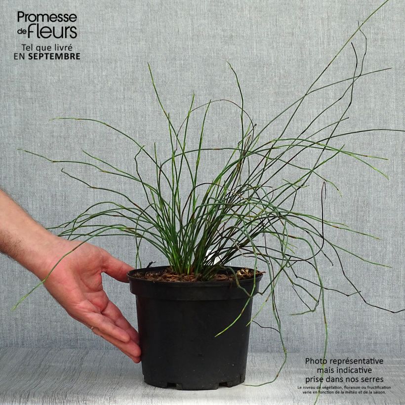 Ejemplar de Elegia capensis Maceta 2L/3L entregado en otoño