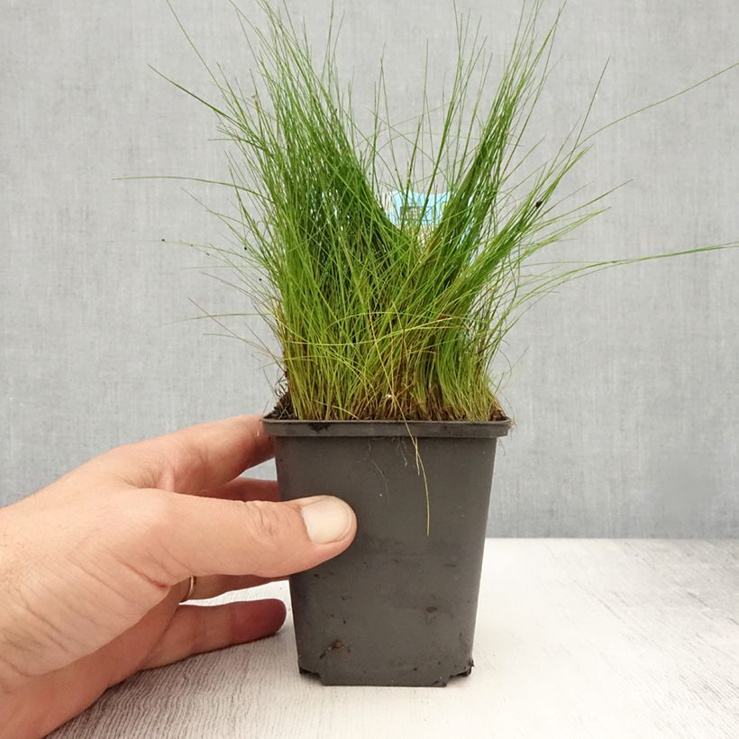 Ejemplar de Eleocharis acicularis - Junco de agua Maceta de 8/9 cm entregado en verano