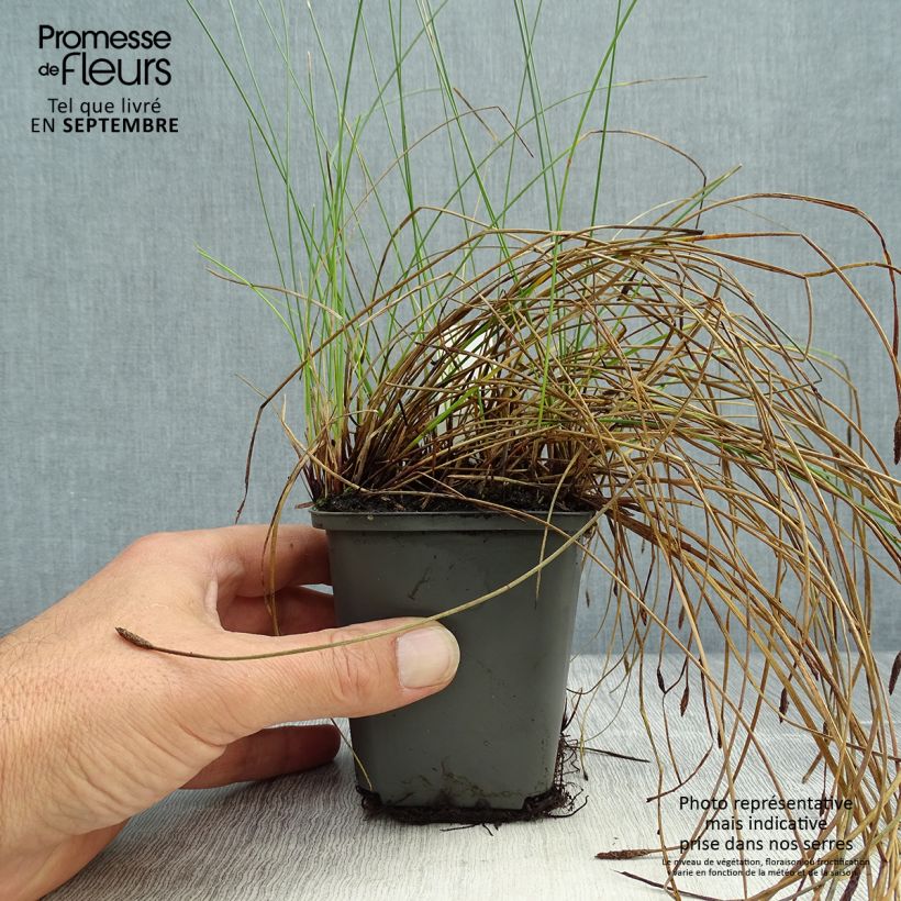 Ejemplar de Eleocharis palustris - Junco palustre Maceta de 8/9 cm entregado en otoño