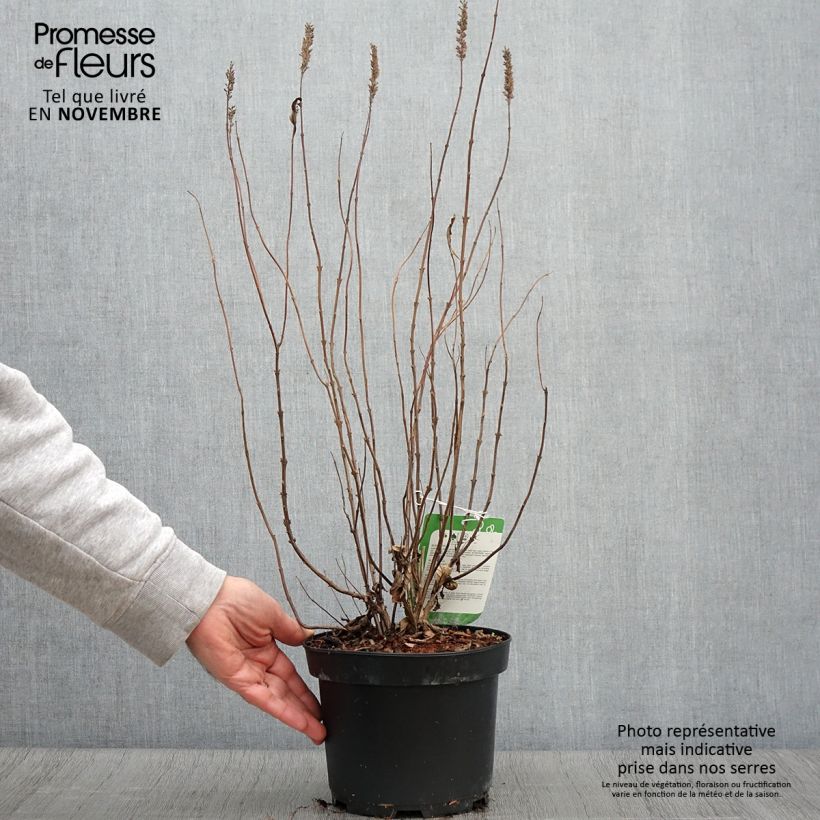 Ejemplar de Elsholtzia stauntonii Maceta 2L/3L entregado en otoño