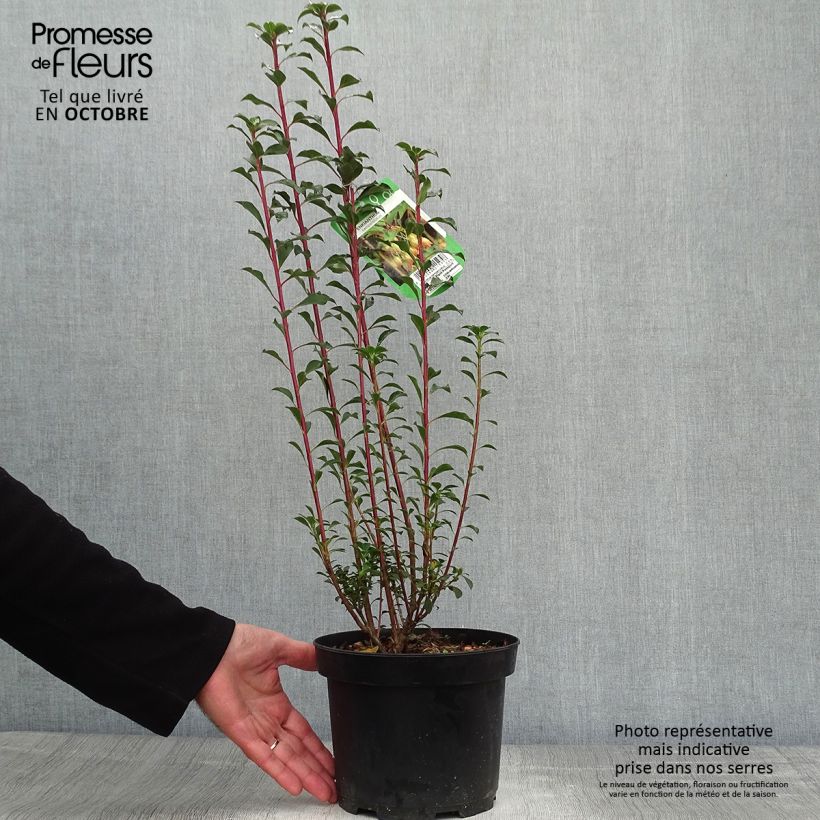 Ejemplar de Enkianthus campanulatus - Enquianto Maceta 2L/3L entregado en otoño