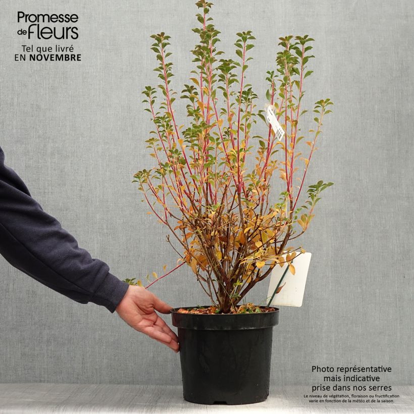 Ejemplar de Enkianthus campanulatus - Enquianto Maceta 7,5L/10L entregado en otoño