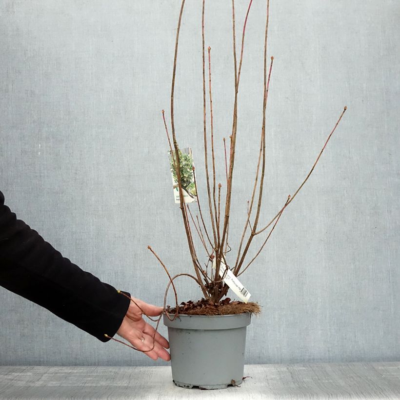 Ejemplar de Enkianthus campanulatus Prettycoat Maceta 2L/3L entregado en otoño