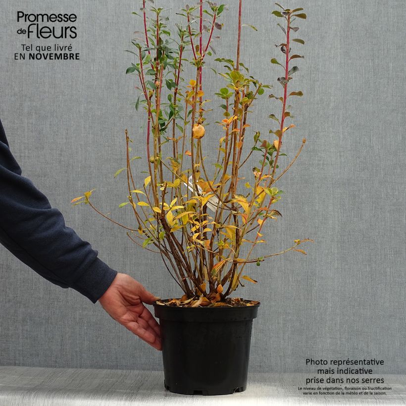 Ejemplar de Enkianthus campanulatus Red Bells Maceta 2L/3L entregado en otoño