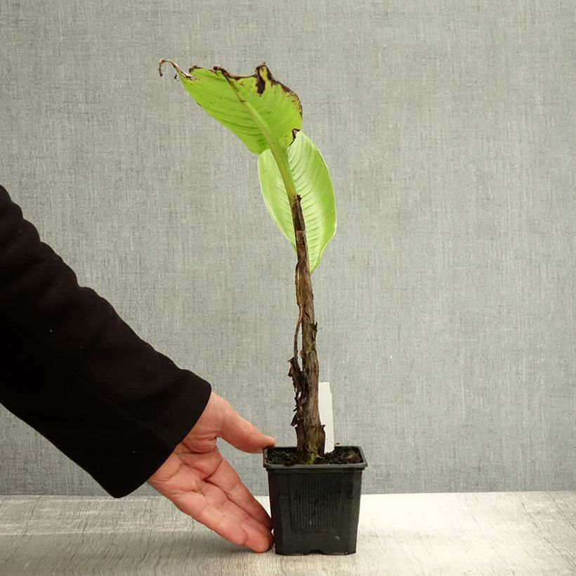 Ejemplar de Ensete glaucum - Plátano Maceta de 8/9 cm entregado en otoño