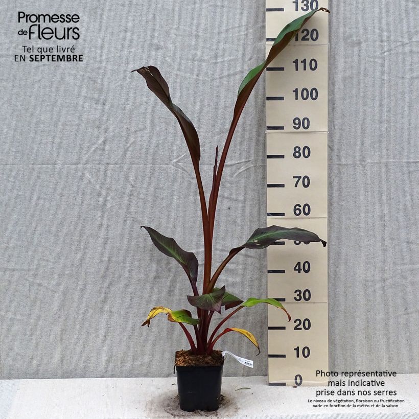 Ejemplar de Ensete ventricosum Maurelii - Falso plátano Maceta 2L/3L entregado en otoño