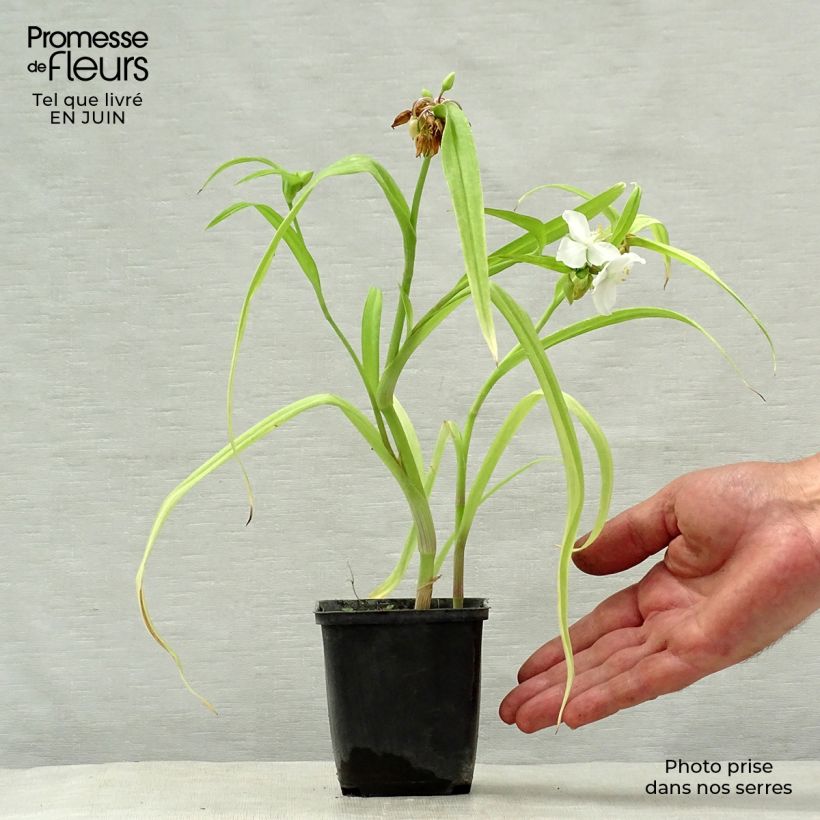 Ejemplar de Tradescantia andersoniana Angelic Charm Maceta de 8/9 cm entregado en verano