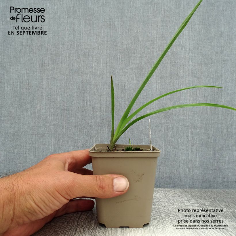 Ejemplar de Tradescantia andersoniana JC Weguelin Maceta de 8/9 cm entregado en verano