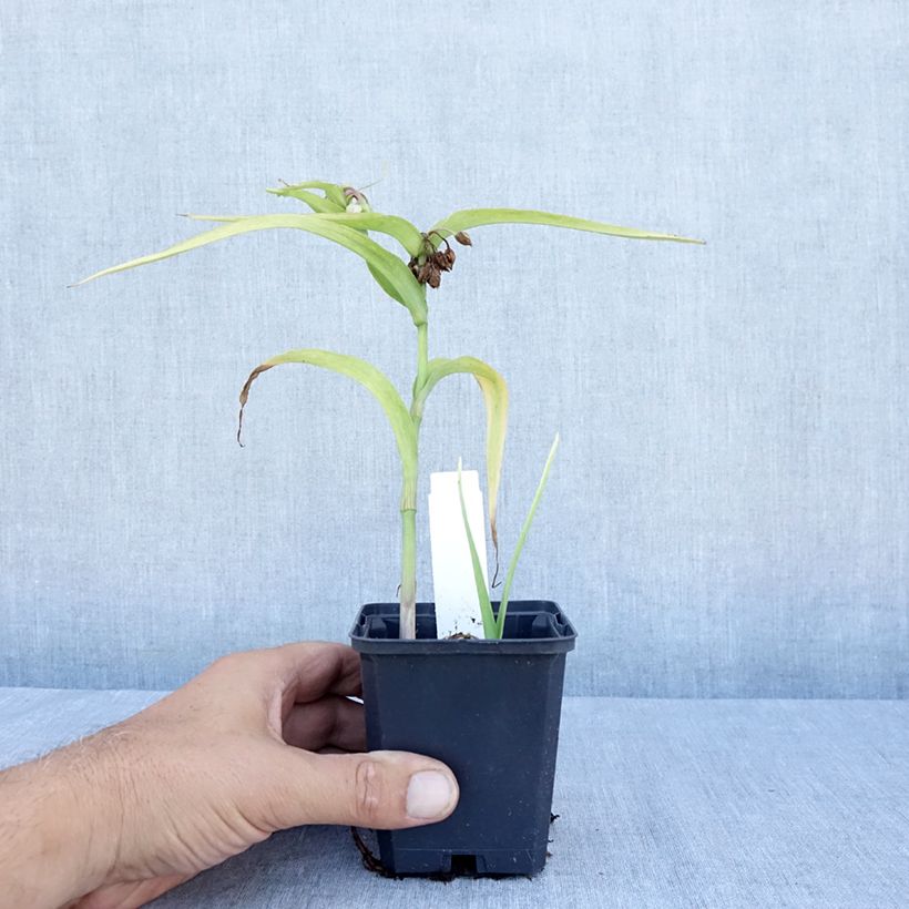 Ejemplar de Tradescantia andersoniana Karminglut Maceta de 8/9 cm entregado en verano