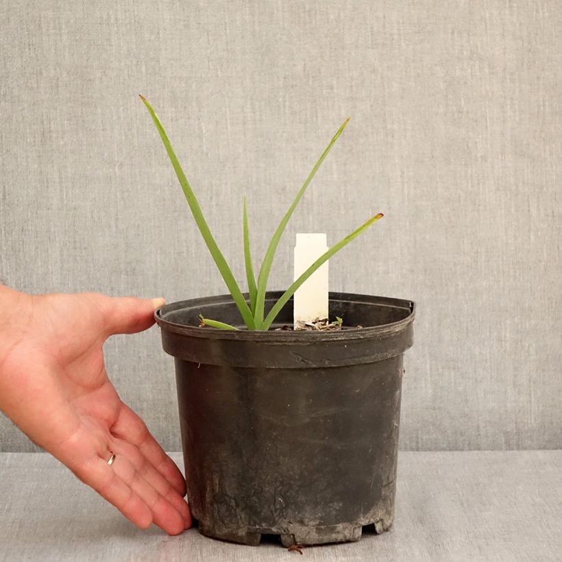 Ejemplar de Tradescantia andersoniana Ocean Blue Maceta 2L/3L entregado en verano
