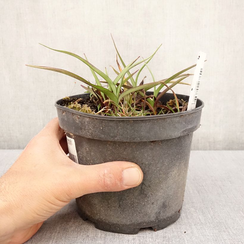 Tradescantia andersoniana Ocean Blue Maceta 2L/3L Ejemplar entregado en la primavera
