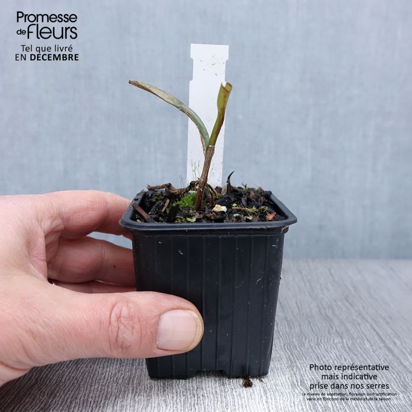 Ejemplar de Tradescantia andersoniana Osprey Maceta de 8/9 cm entregado en otoño