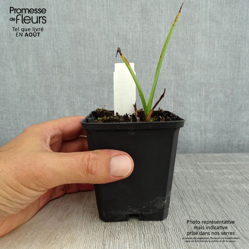 Ejemplar de Tradescantia andersoniana Osprey Maceta de 8/9 cm entregado en verano