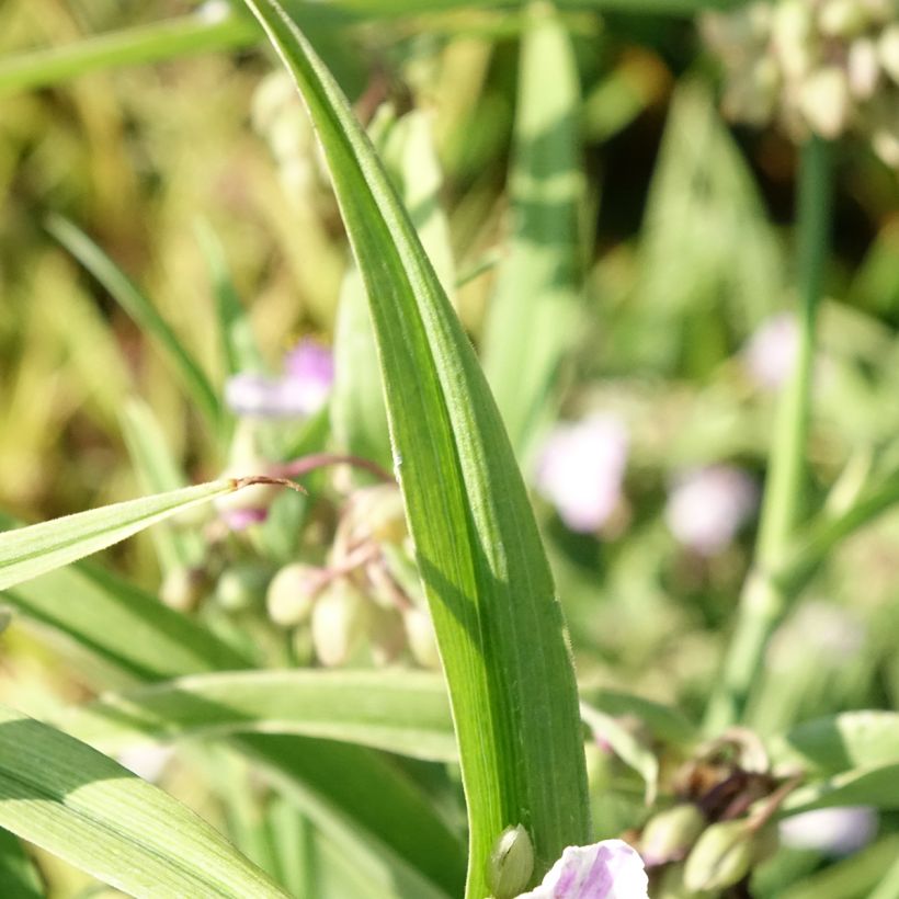 Tradescantia andersoniana Pink Chablis (Follaje)