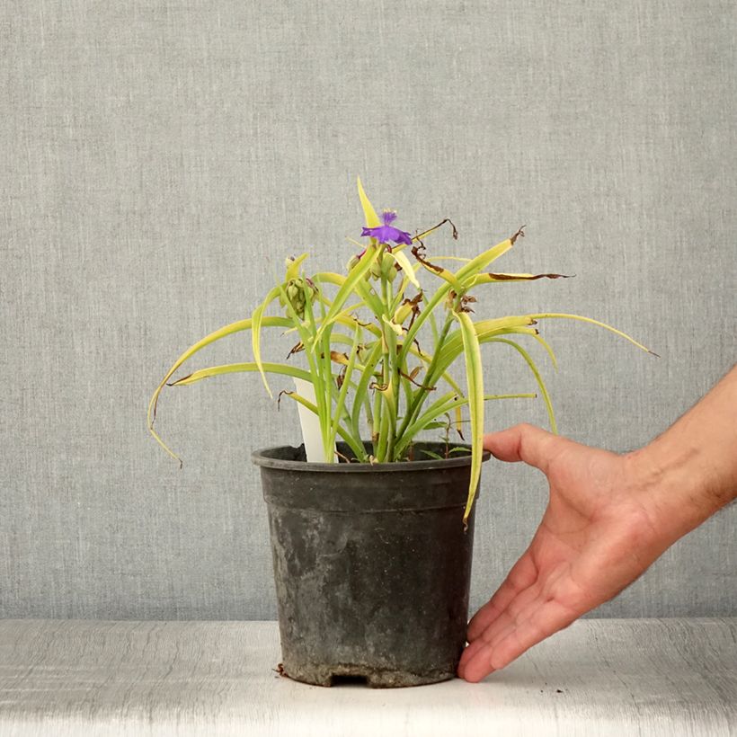 Ejemplar de Tradescantia andersoniana Sweet Kate Maceta 2L/3L entregado en verano