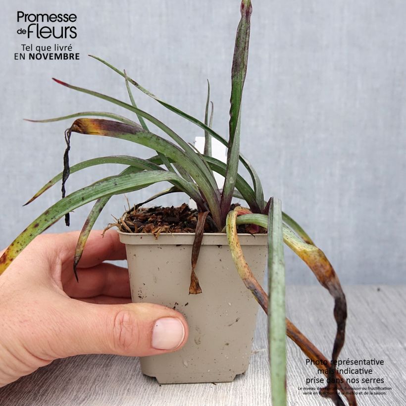 Ejemplar de Tradescantia andersoniana Concord Grape Maceta de 8/9 cm entregado en otoño