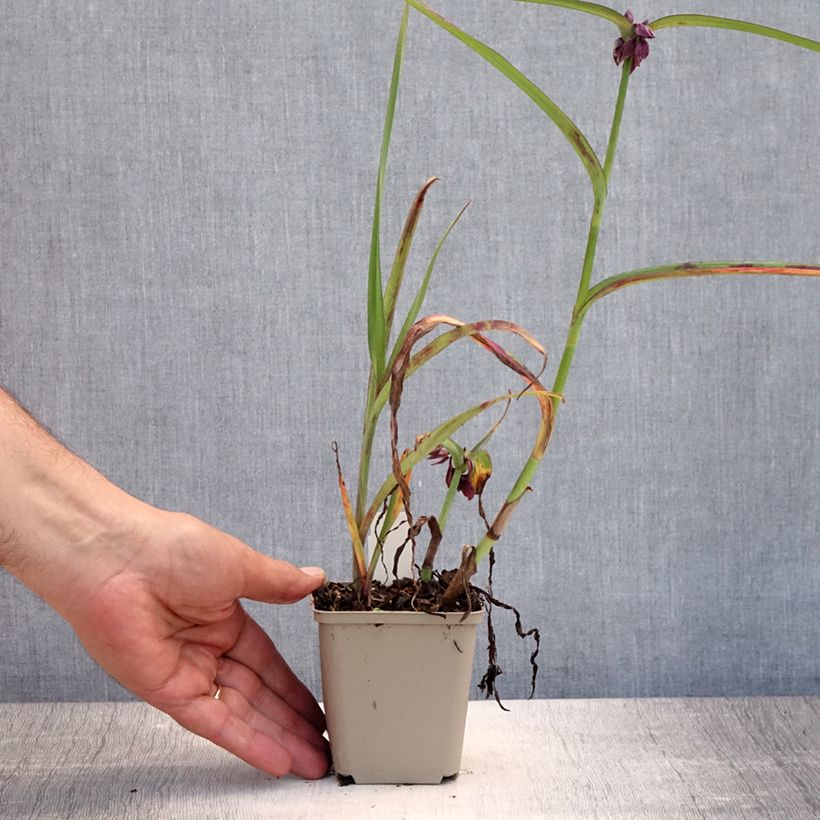 Ejemplar de Tradescantia andersoniana Concord Grape Maceta de 8/9 cm entregado en verano