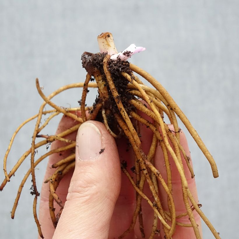 Tradescantia andersoniana Concord Grape Raíces desnudas Ejemplar entregado en invierno