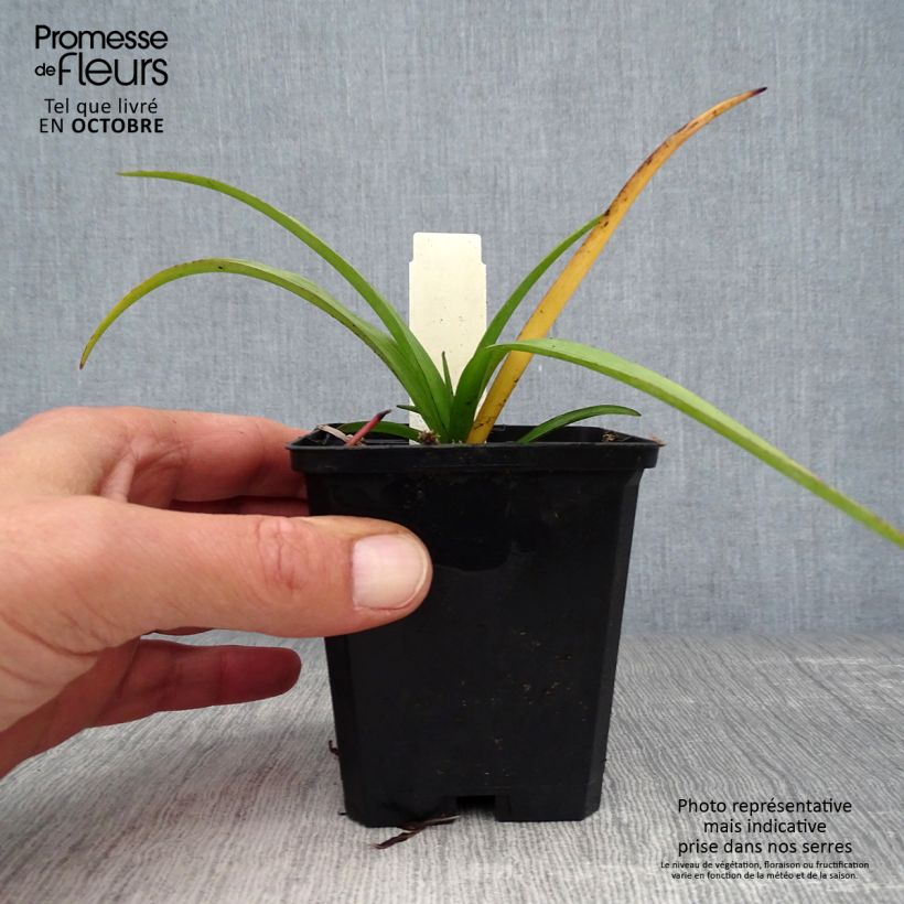 Ejemplar de Tradescantia andersoniana Zwanenburg Blue Maceta de 8/9 cm entregado en otoño