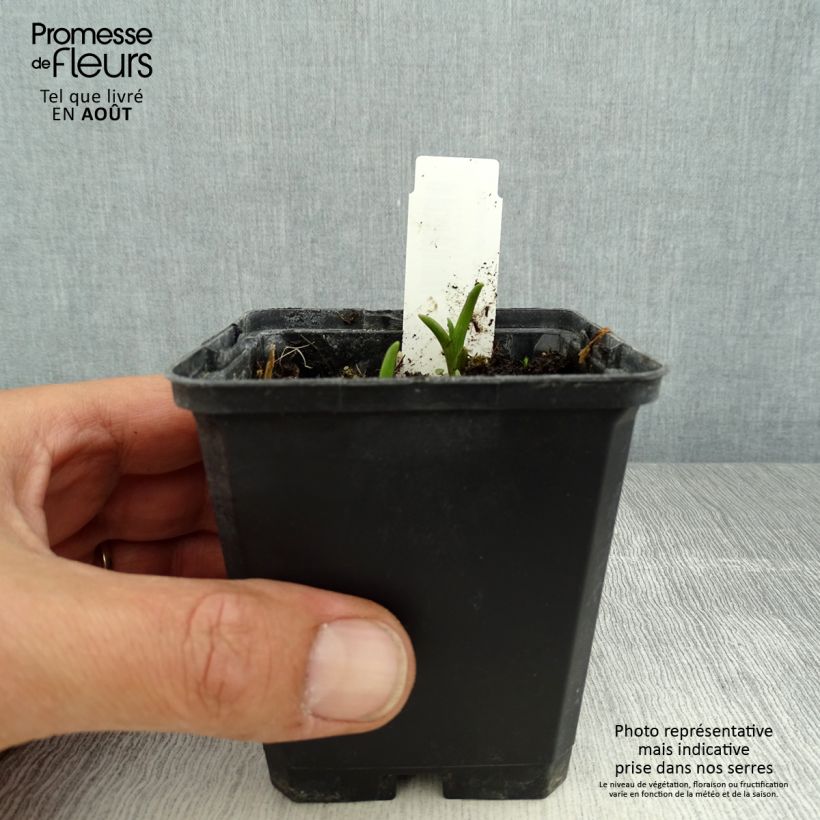 Ejemplar de Tradescantia andersoniana Innocence Maceta de 8/9 cm entregado en verano
