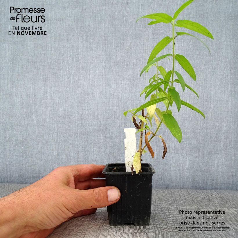 Ejemplar de Stachys palustris Maceta de 8/9 cm entregado en otoño
