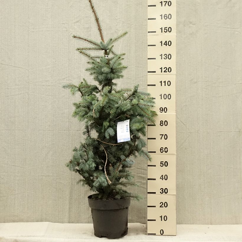 Ejemplar de Picea pungens Edith - Pícea de Colorado PiezaAltura de entrega aprox. 40/50cm entregado en verano