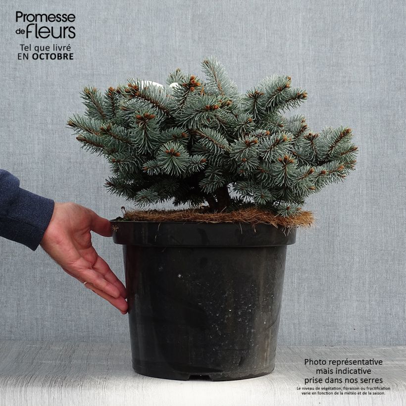 Ejemplar de Picea pungens Glauca Globosa - Pícea de Colorado Maceta 4L/5L entregado en otoño