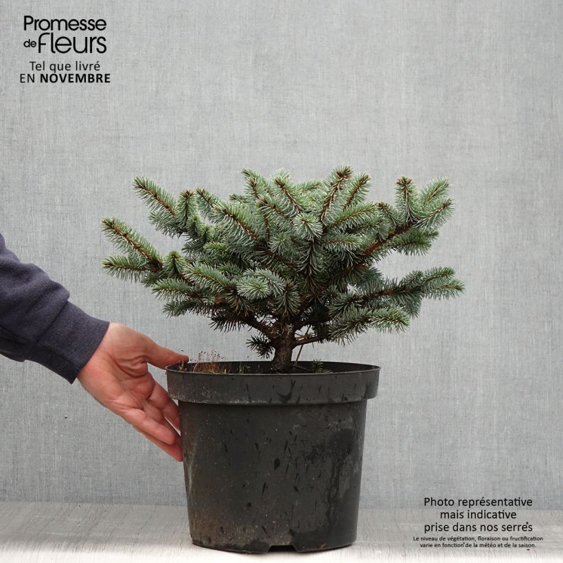 Ejemplar de Picea pungens Glauca Globosa - Pícea de Colorado Maceta 2L/3L entregado en otoño