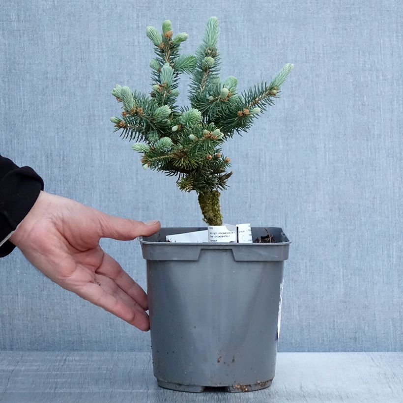 Picea pungens Glauca Globosa - Pícea de Colorado Maceta 2L/3LAltura de entrega aprox. 30cm Ejemplar entregado en la primavera
