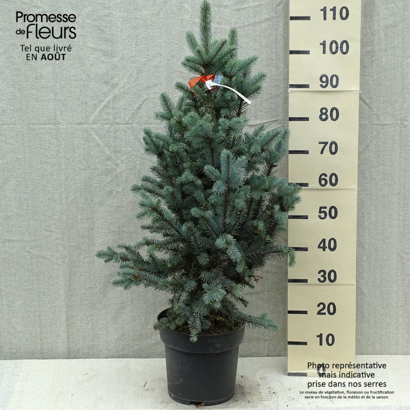 Ejemplar de Picea pungens Iseli Fastigiate - Pícea de Colorado Pieza entregado en verano