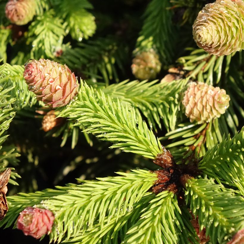 Picea abies Pusch - Pícea común (Follaje)