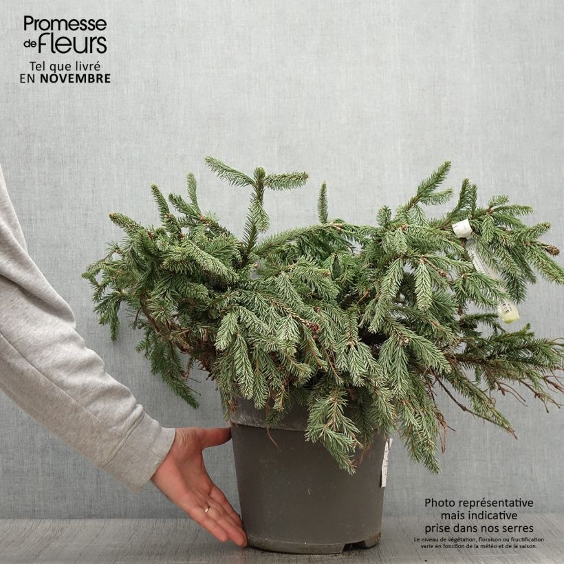 Ejemplar de Picea abies Acrocona - Pícea común Maceta 3L/4L entregado en otoño