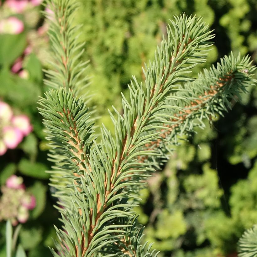 Picea abies Cranstonii - Pícea común (Follaje)