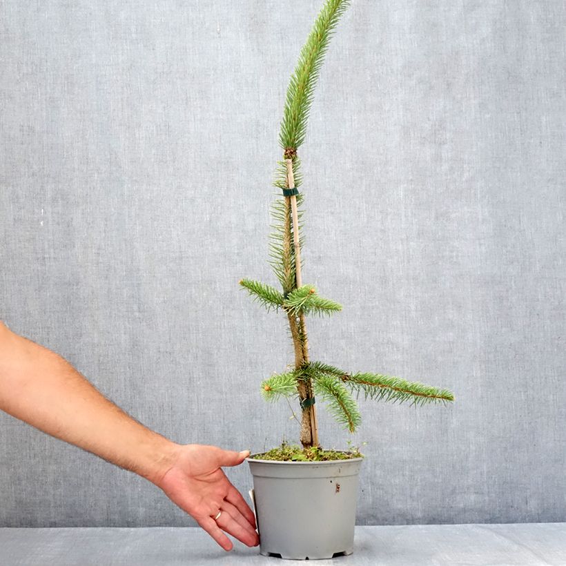 Ejemplar de Picea abies Cranstonii - Pícea común Maceta 3L/4L entregado en verano